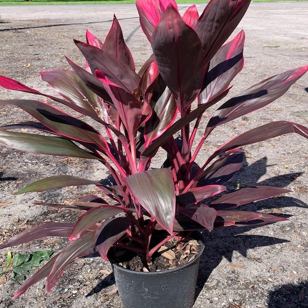 cordyline red sister plant