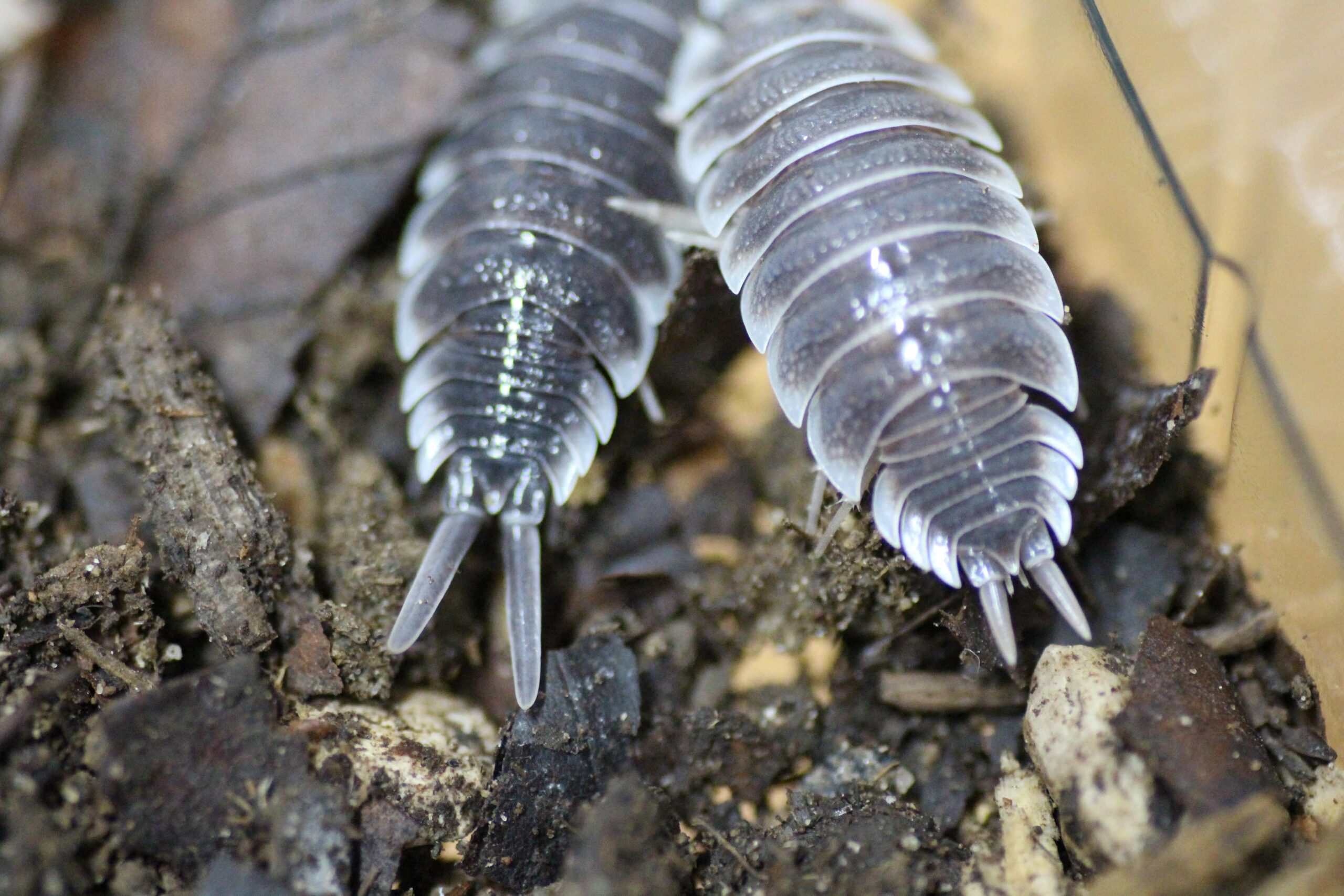 male vs female isopods