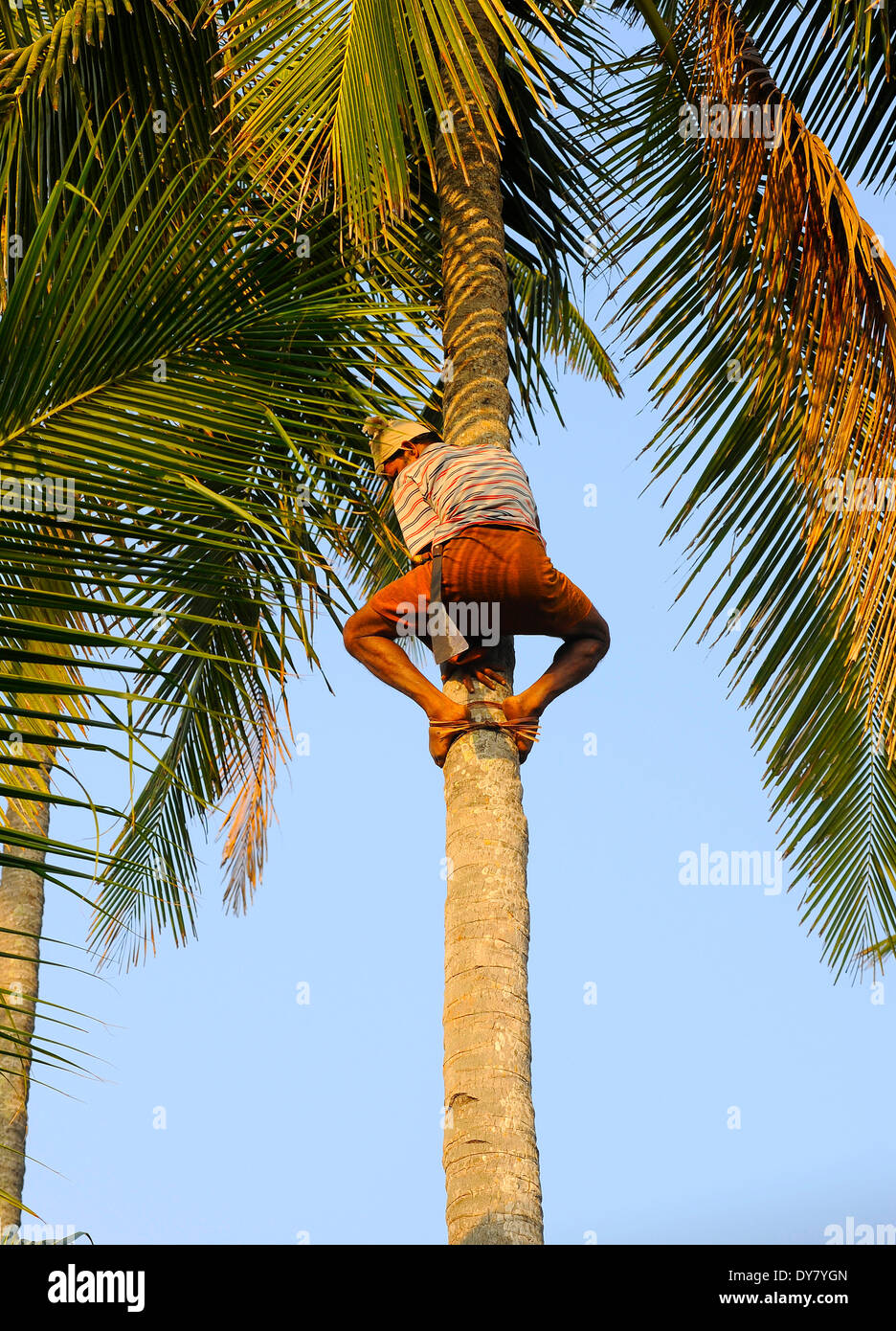 coconut tree climber near me