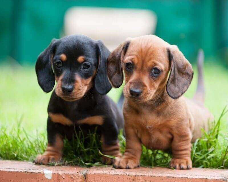 sausage puppies for sale