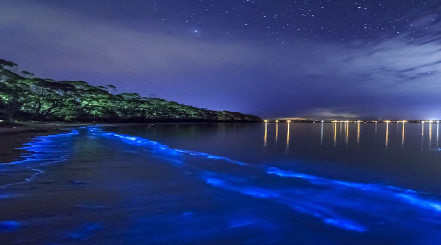 fajardo bioluminescence