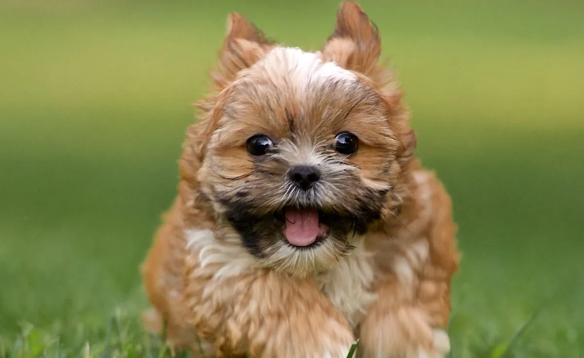 yorkshire shih tzu