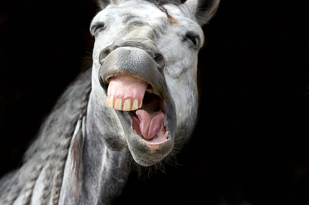 funny horse face