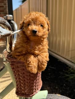 puppies for sale mildura