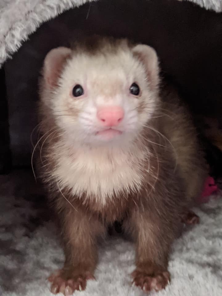 ferret breeders in ohio