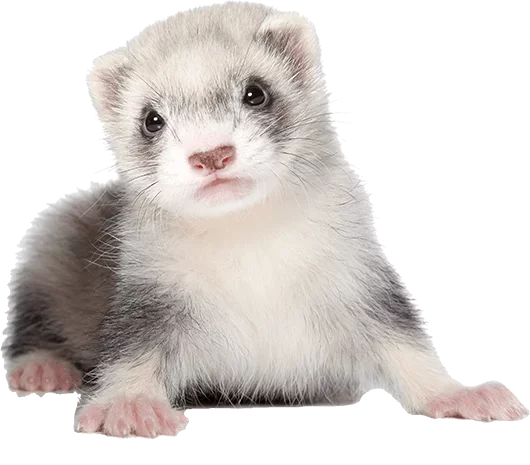 ferrets for sale