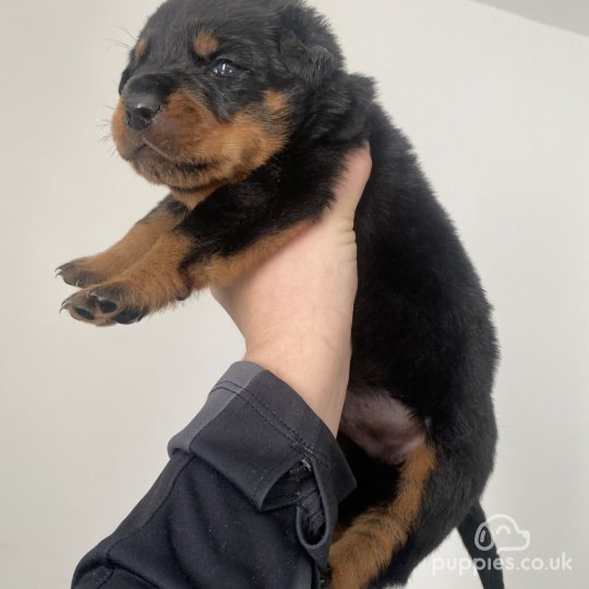 rottweiler for sale uk