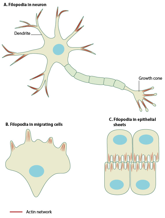 filopodia