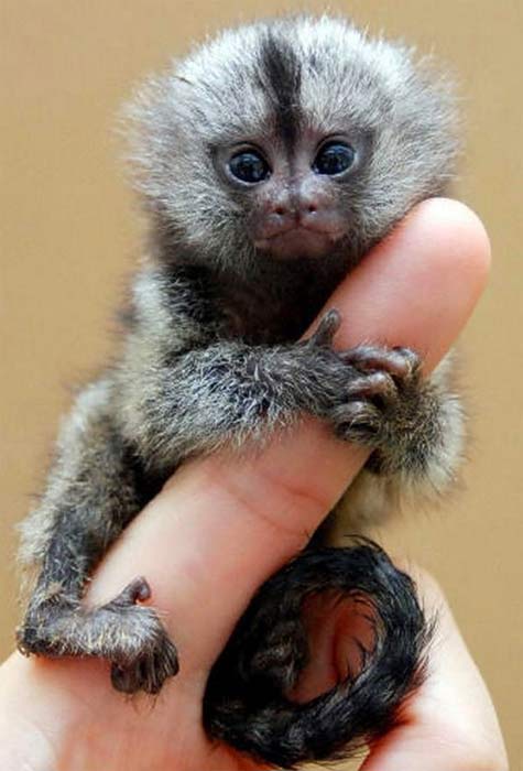 finger monkey