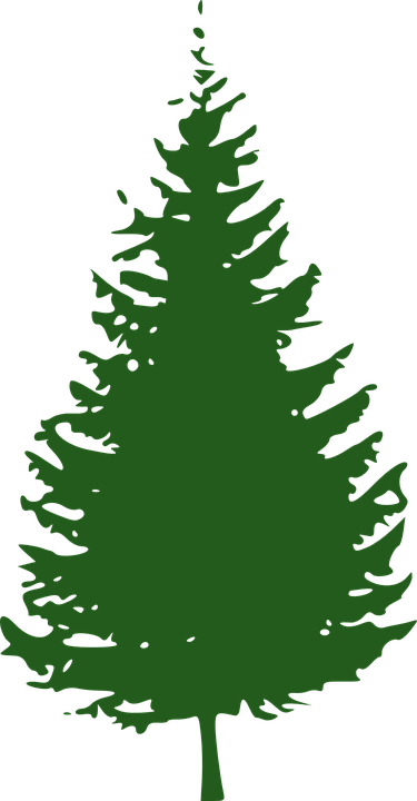 fir tree graphic