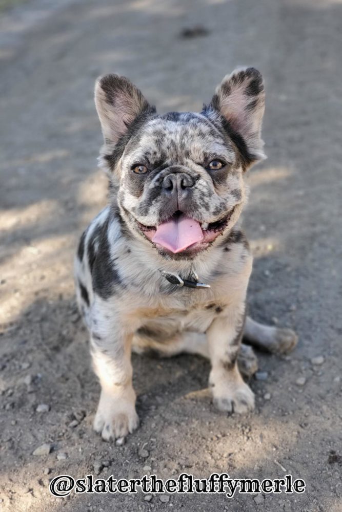 fluffy frenchie