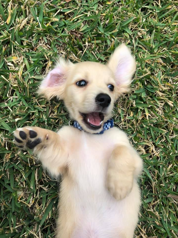 fluffy sausage dog puppy