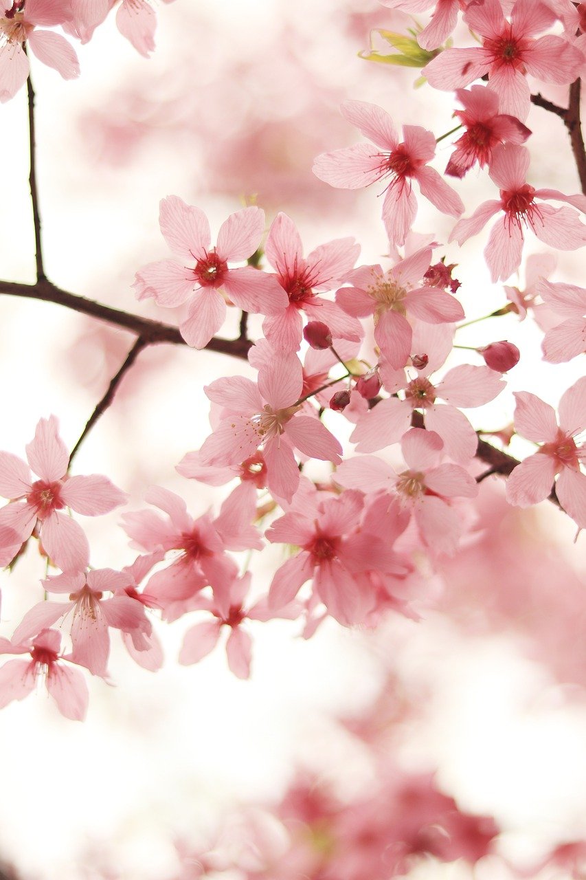 fondos de pantalla de flores