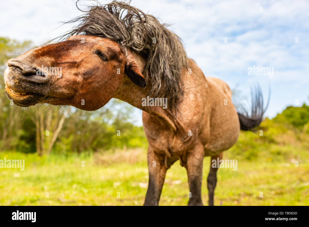 fotos de pony salvaje