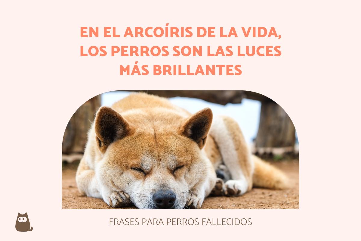 frases perritos fallecidos