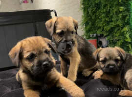 free puppies for sale birmingham