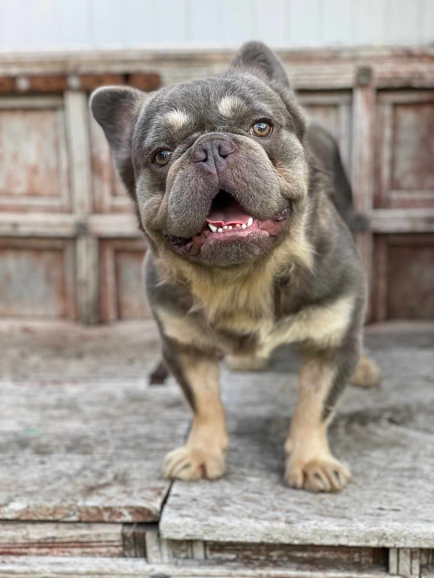 french bulldog animal rescue