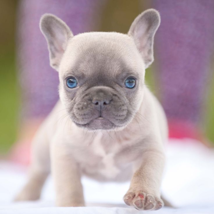 french bulldog puppies for sale near me