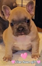 french bulldogs for sale in glasgow