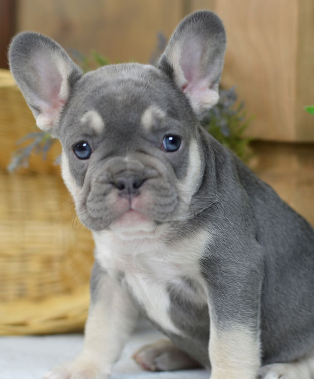 frenchie puppies for sale in ohio