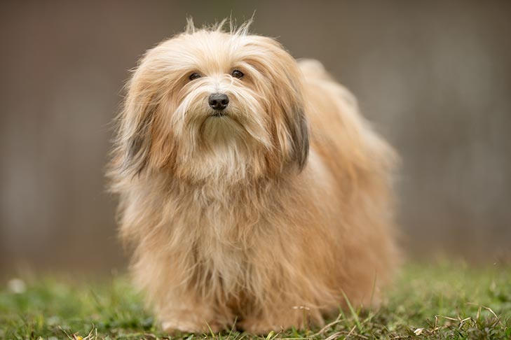 full grown havanese