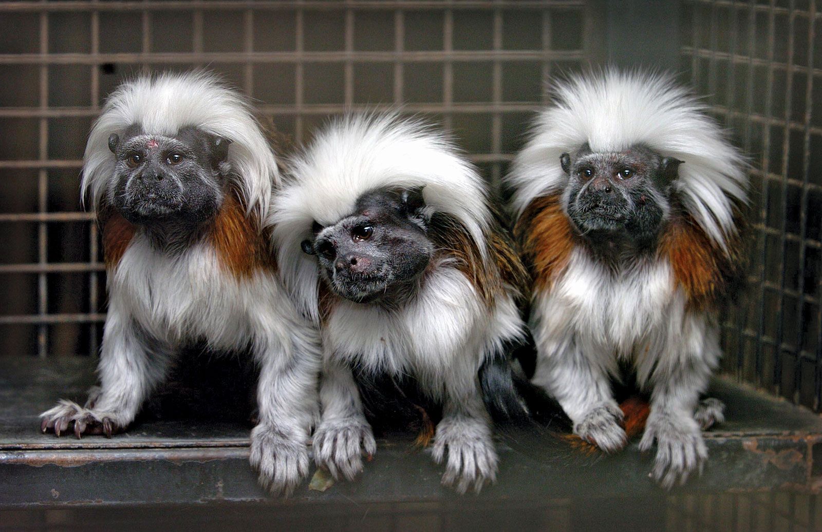 full grown marmoset monkey