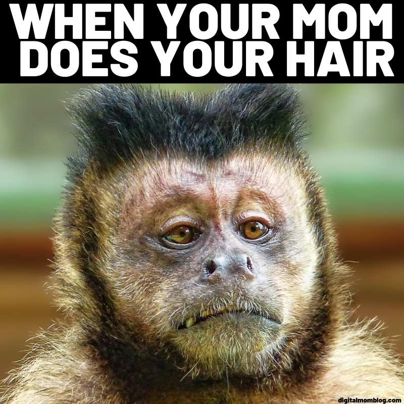 funny memes monkey