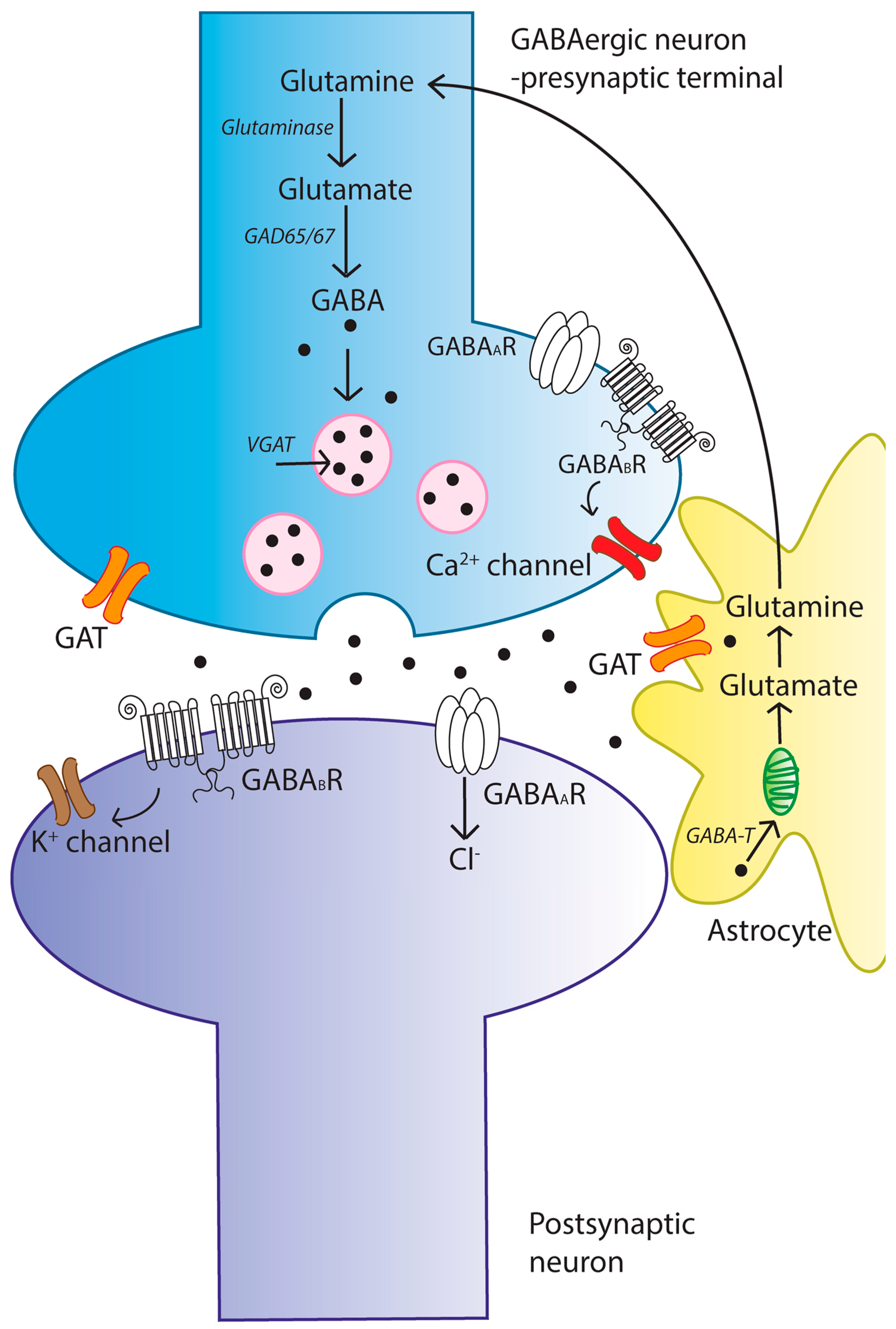 gabaergic