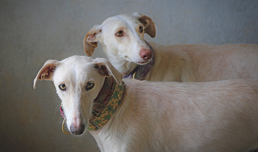 galgos del sol uk