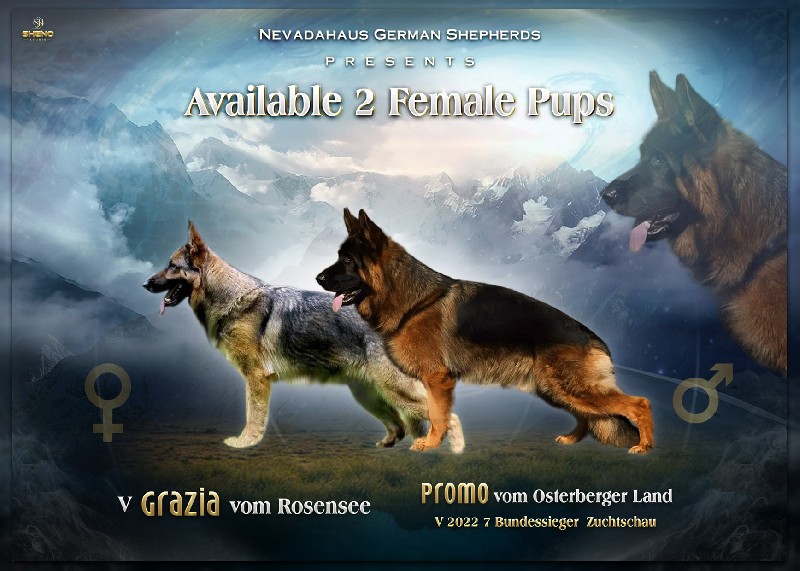 german shepherd breeders