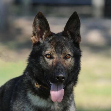 german shepherd for sale qld