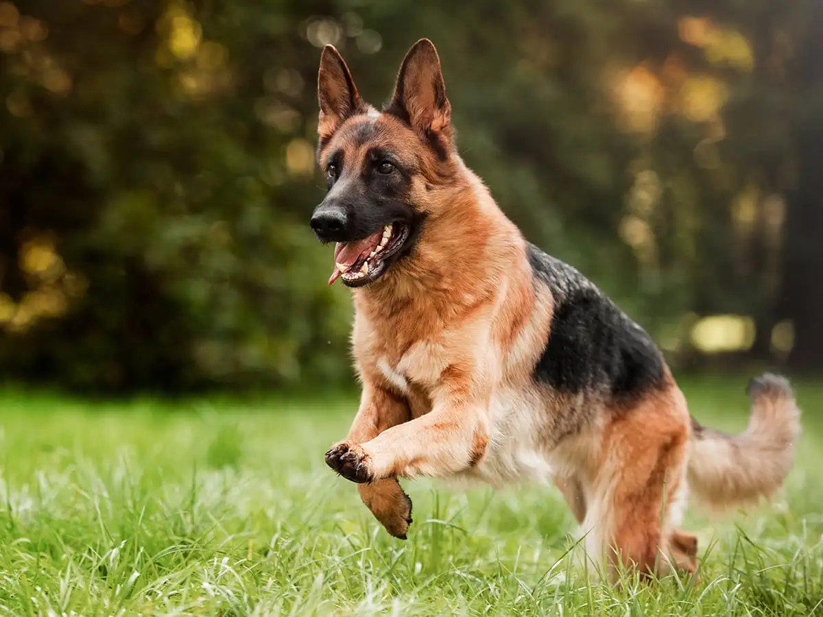 german shepherd price dog