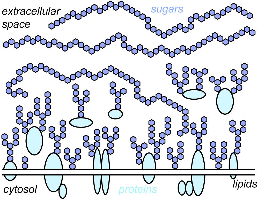 glycocalyx