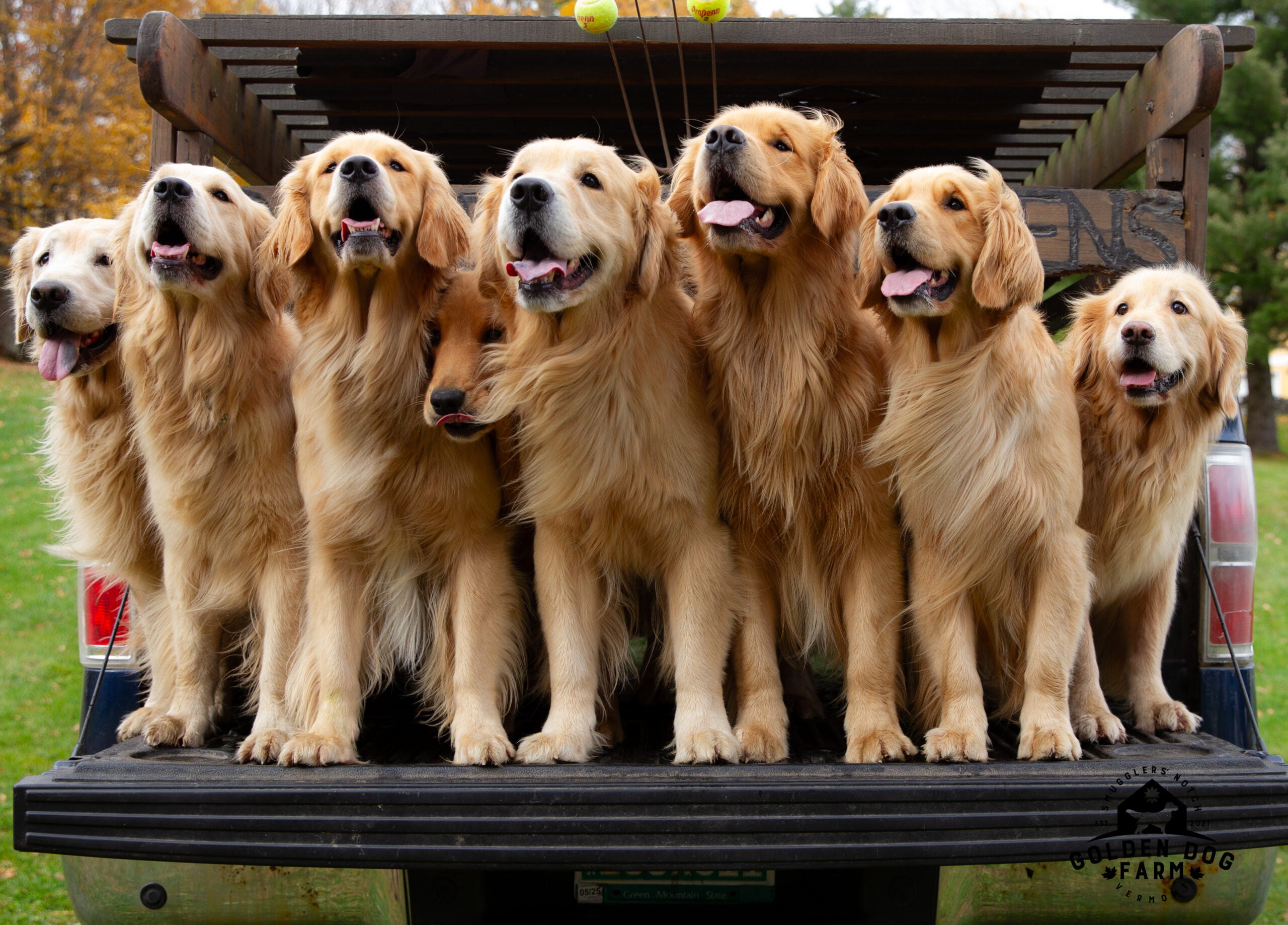 golden dog farm vermont