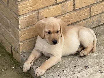 golden labrador for sale