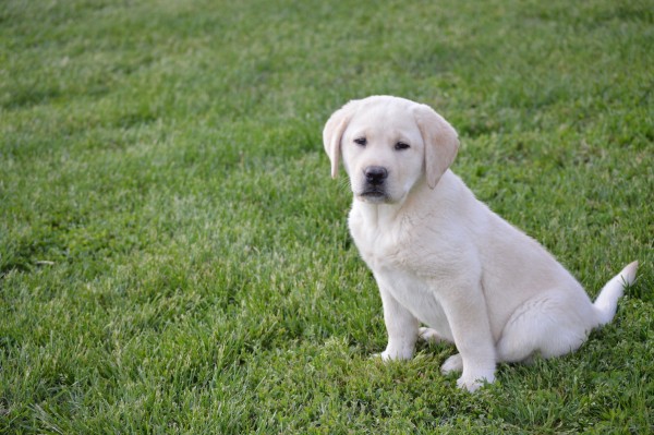 golden labrador puppies near me