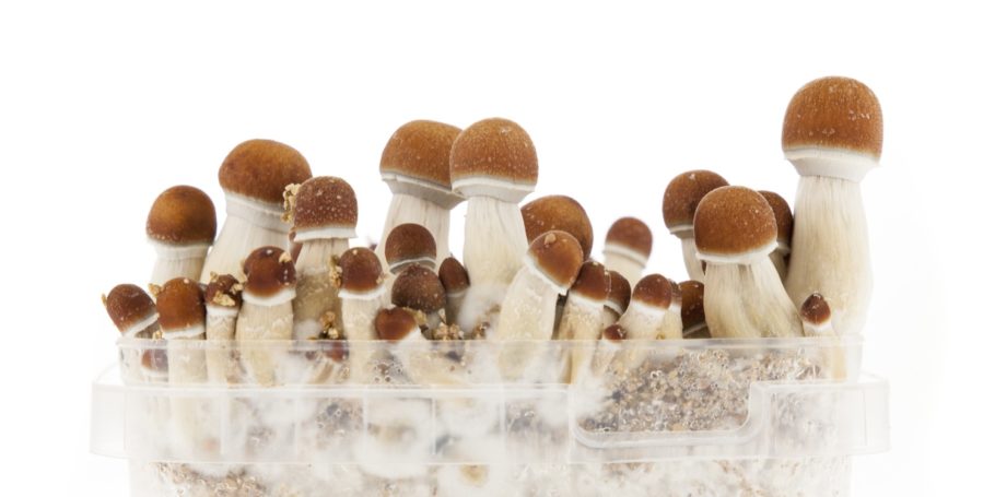 golden teacher mushroom kit