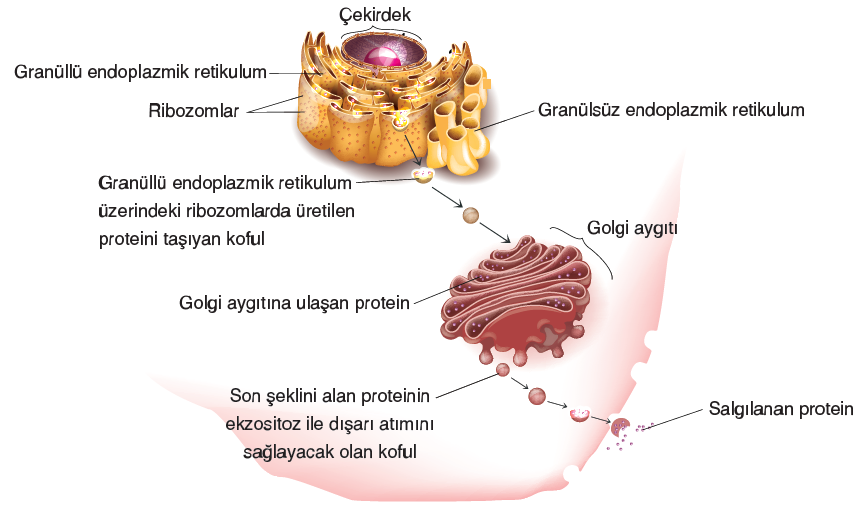 golgi aygıtı hangi canlı hücrelerde bulunur