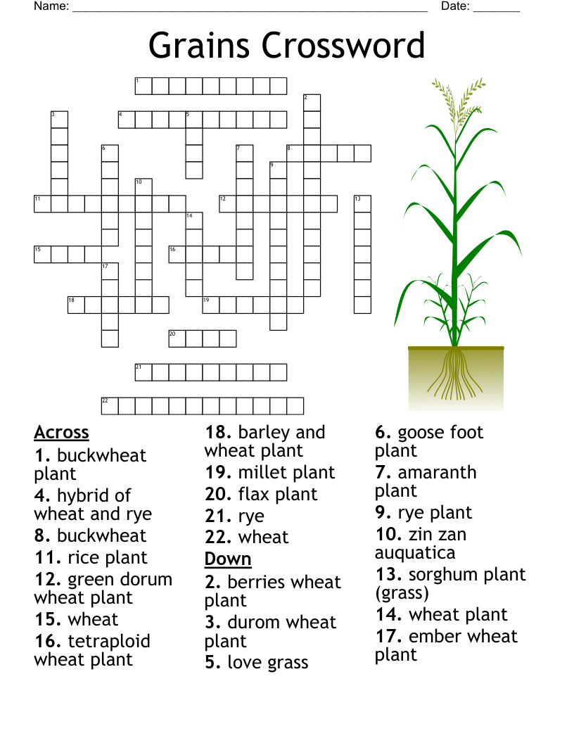 grains crossword clue