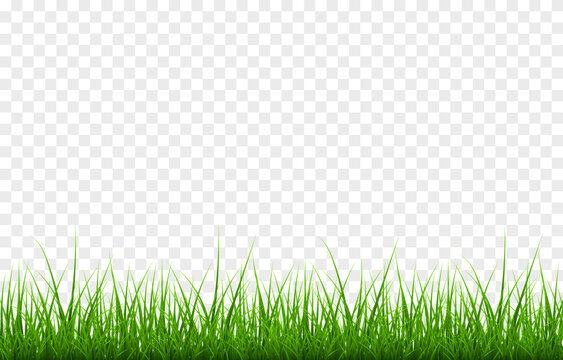 grass png hd