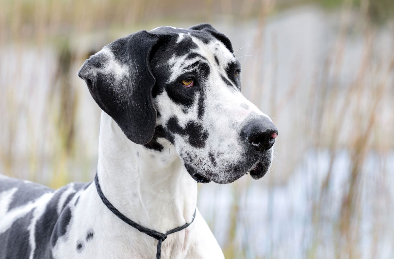 great dane pics