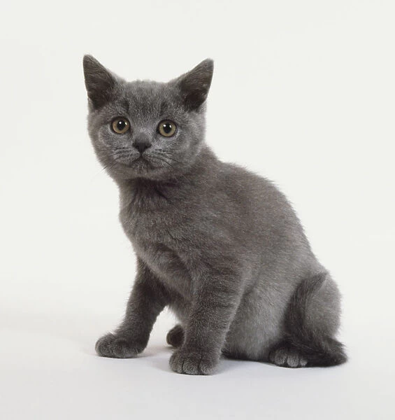 grey shorthair kitten