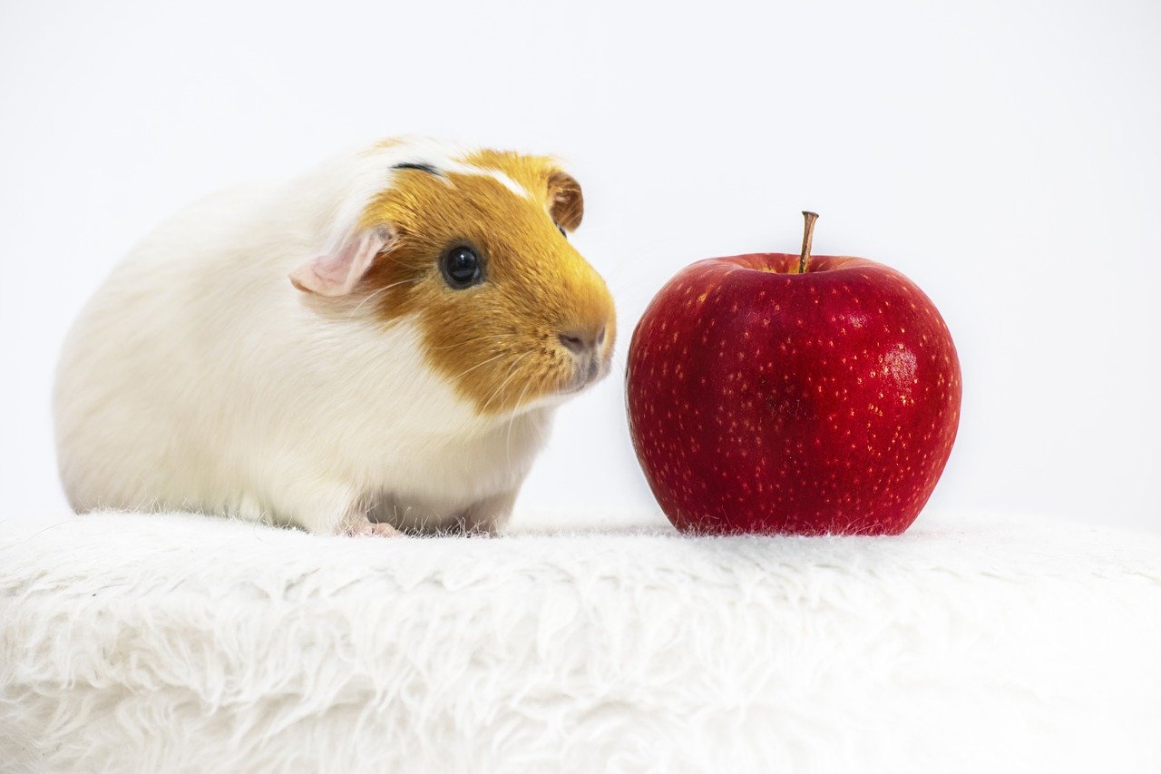 guinea pigs and apples