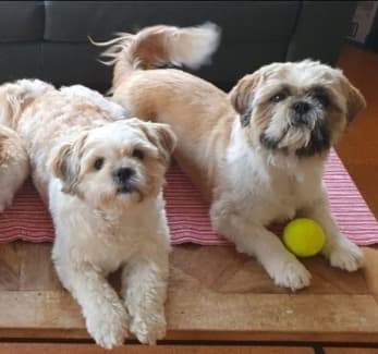 gumtree puppies wa