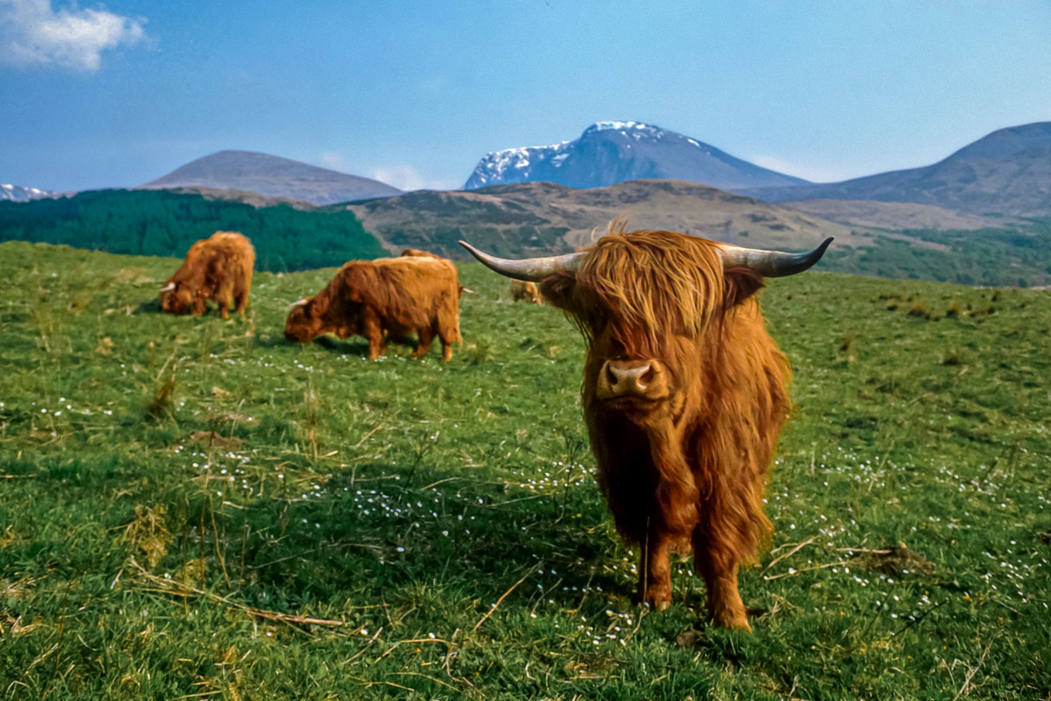 hairy coo tour scotland