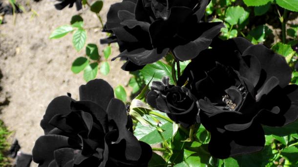 halfeti rosas negras