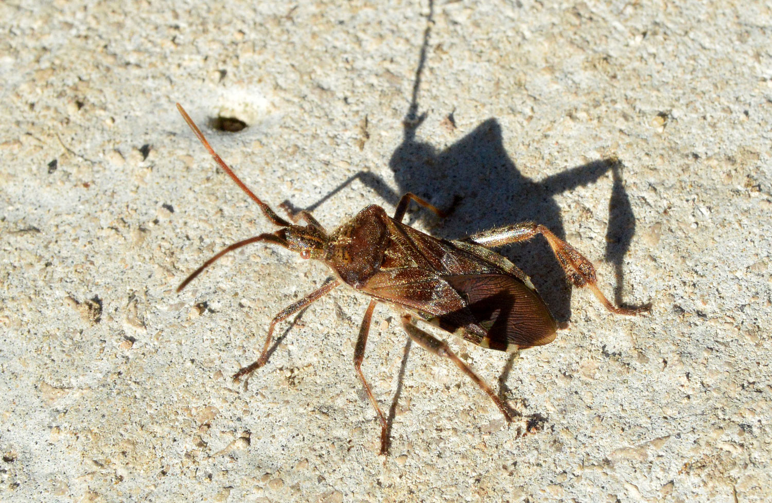 hemiptera en casa