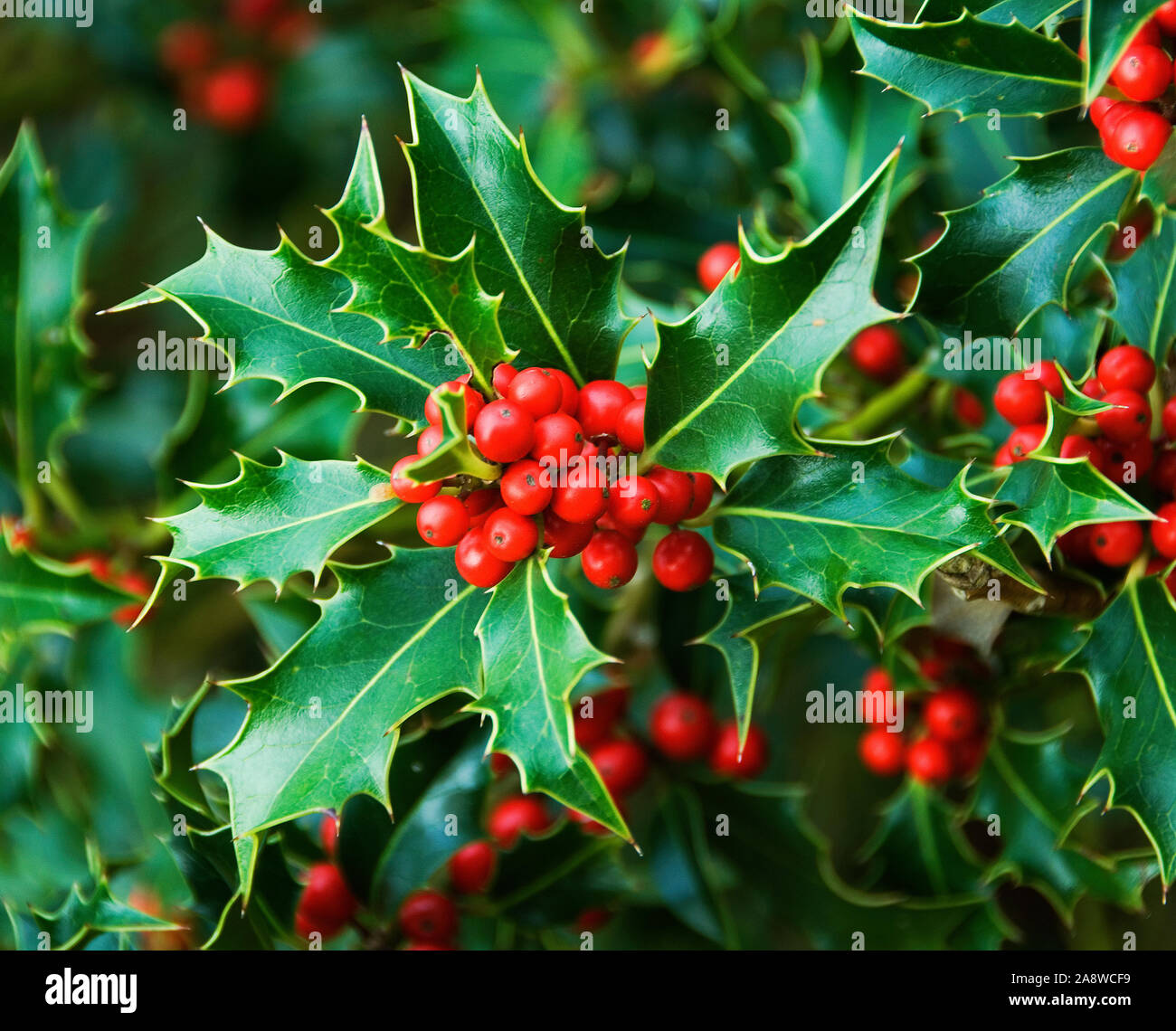 holly berries images