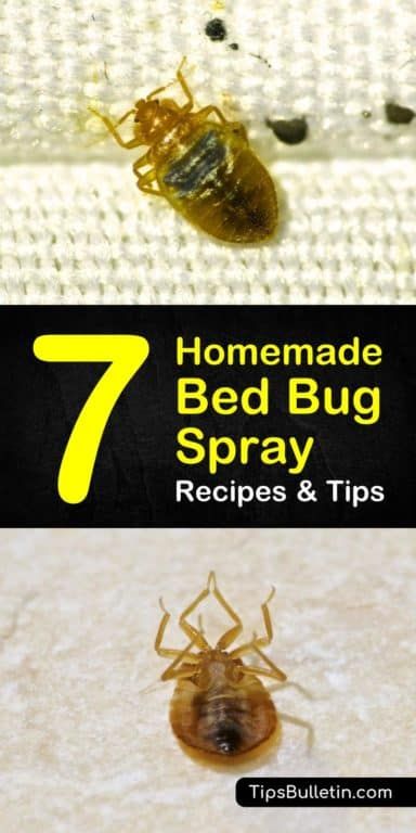 homemade bed bug spray