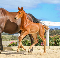 horse deals south australia